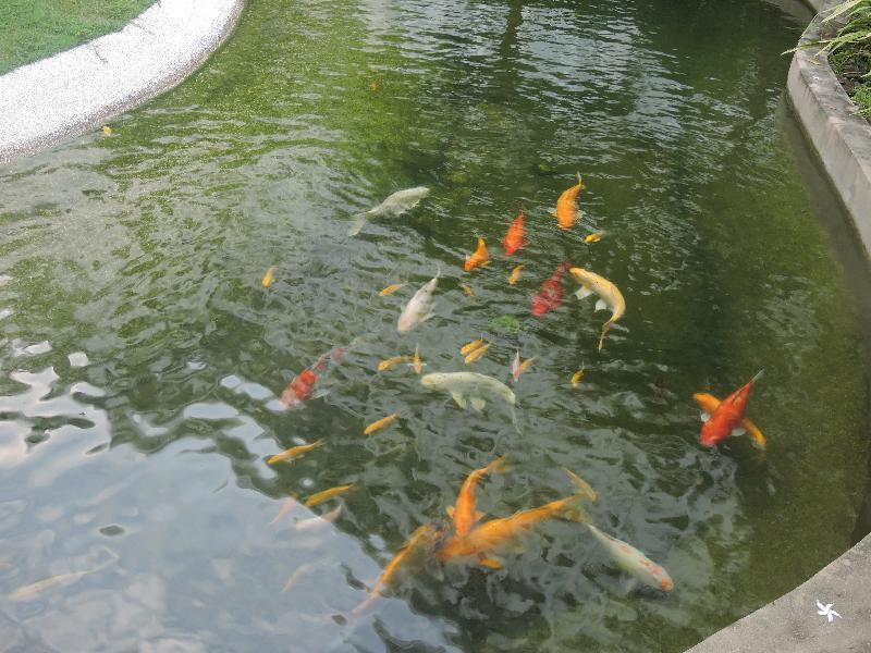 Hotel The Millen Penang, Autograph Collection George Town Exterior foto Koi in a pond