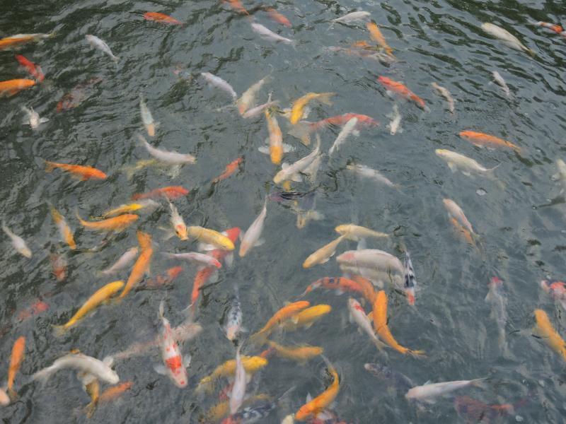 Hotel The Millen Penang, Autograph Collection George Town Exterior foto Goldfish